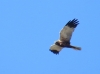 Circus aeruginosus Circus aeruginosus