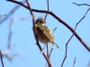 Cisticola juncidis