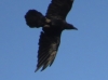 Corvus corax