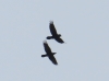 Corvus corax