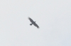 Corvus corax