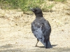 Corvus corone