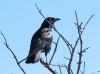 Corvus corone