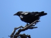 Corvus corone