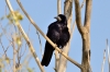 Corvus frugilegus