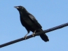 Corvus corone