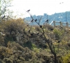 Corvus monedula