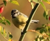Cyanistes caeruleus Cyanistes caeruleus