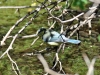 Cyanistes caeruleus Cyanistes caeruleus