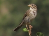 Emberiza calandra Emberiza calandra