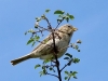 Emberiza calandra