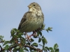 Emberiza calandra