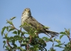 Emberiza calandra Emberiza calandra