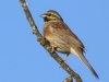 Emberiza cirlus