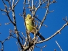 Emberiza citrinella