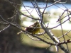 Emberiza citrinella