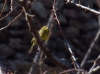 Emberiza citrinella