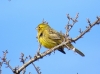 Emberiza citrinella