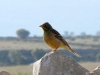 Emberiza hortulana