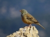 Emberiza hortulana