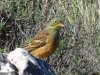 Emberiza hortulana