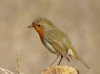 Erithacus rubecula