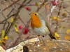 Erithacus rubecula