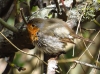 Erithacus rubecula