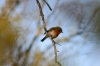 Erithacus rubecula