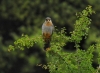 Falco vespertinus Falco vespertinus