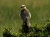 Falco vespertinus Falco vespertinus