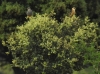 Falco vespertinus Falco vespertinus