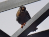 Falco vespertinus Falco vespertinus