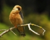 Falco vespertinus Falco vespertinus