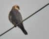 Falco vespertinus Falco vespertinus