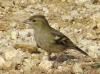 Fringilla coelebs