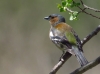 Fringilla coelebs