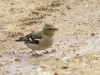 Fringilla coelebs