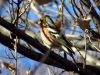 Fringilla coelebs