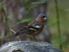 Fringilla coelebs