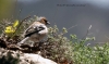 Fringilla coelebs