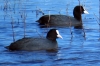 Fulica atra