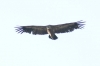 Gyps fulvus