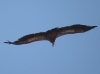 Gyps fulvus