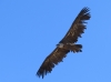 Gyps fulvus