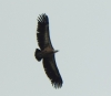 Gyps fulvus
