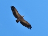 Gyps fulvus