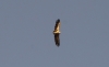 Gyps fulvus