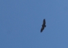 Gyps fulvus