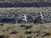 Gyps fulvus
